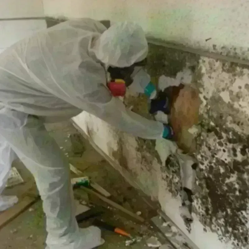 Mold Remediation and Removal in Highland, IL